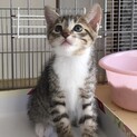 白靴下のキジ白！大人しい子です！