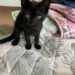 人が大好き♡黒猫くん♂