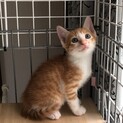 人気の茶白猫！かぎしっぽ！再掲載