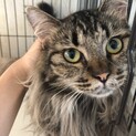 2歳の人懐っこい長毛美人猫です。