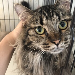 2歳の人懐っこい長毛美人猫です。