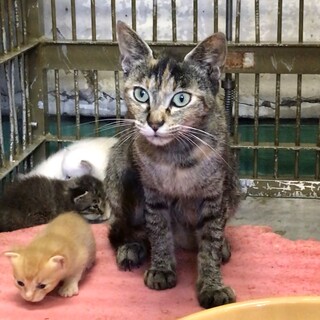 母と子４匹の計５匹の引き受けが可能な方に