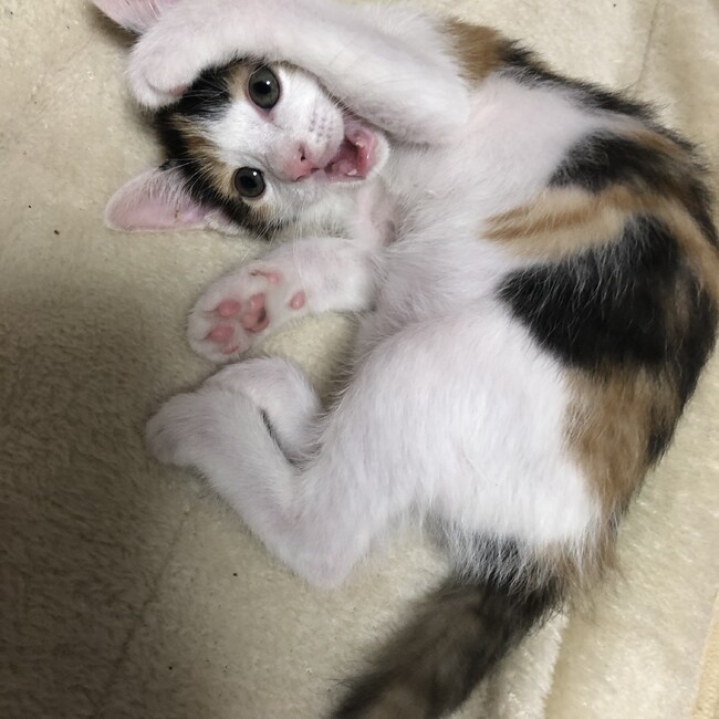せいちゃむのカバー写真