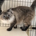 3歳の美人長毛猫です。