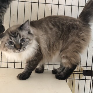 3歳の美人長毛猫です。