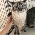 2歳の優しい美人猫です。