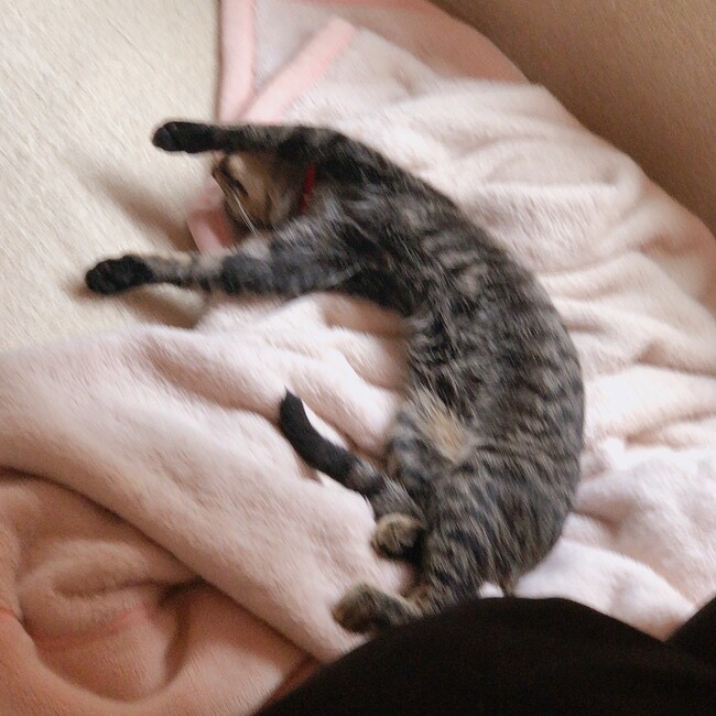 プチままのカバー写真