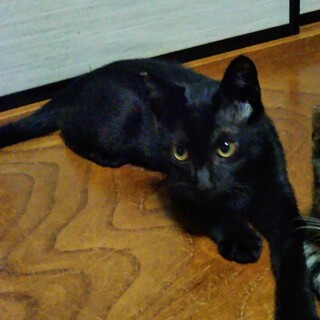 艶々毛並み黒こねこ