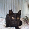 艶々毛並み黒こねこ サムネイル2