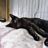 艶々毛並み黒こねこ サムネイル3