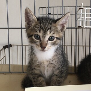 募集停止中。タレ目で穏やか！キジ白の子猫ちゃん！