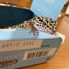 まゆかん