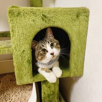 つらら