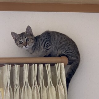 生後約3ヶ月　キジの女の子　1匹交渉中残り1匹