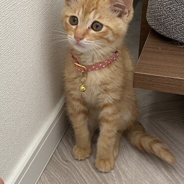 りくの写真