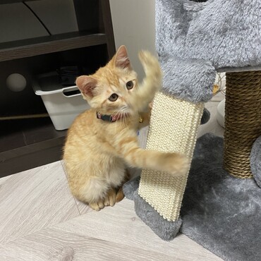 りくの写真
