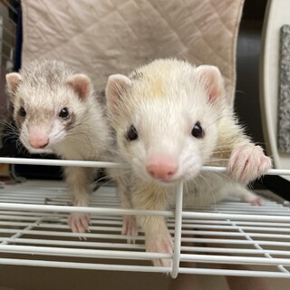 フェレット2匹の里親さん募集します