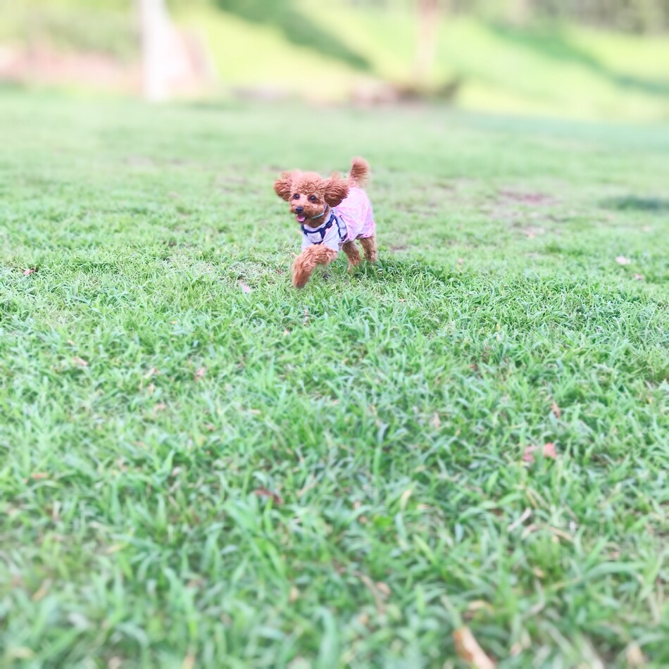 ふぅのカバー写真