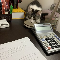 人馴れしていない野良子猫を懐かせるには?