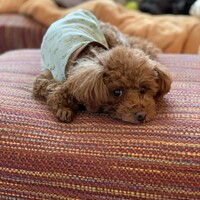 シュシュ