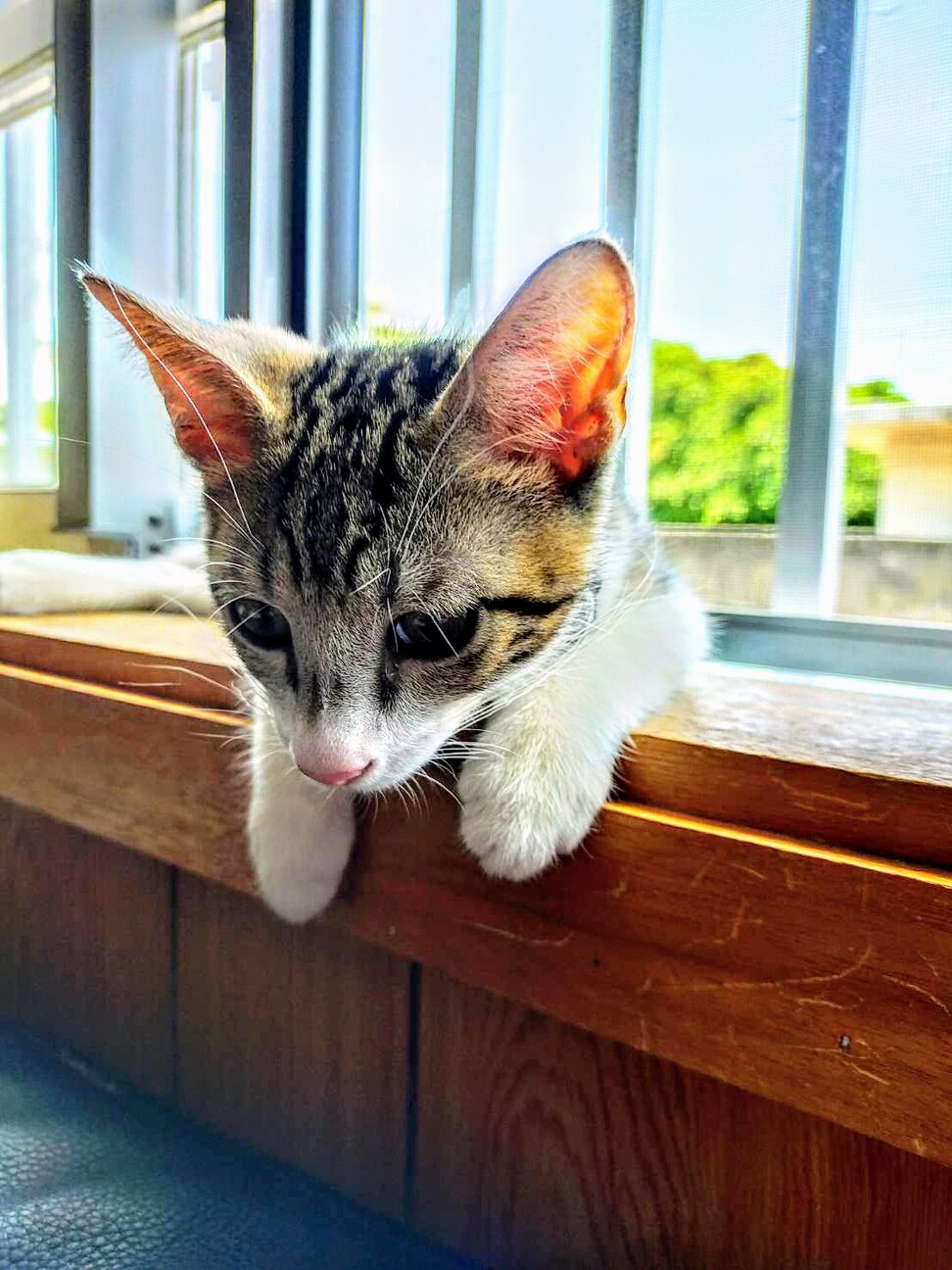 甘えん坊でやんちゃな子猫」沖縄県 - 猫の里親募集(323605 