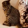 ねこもりさっちん