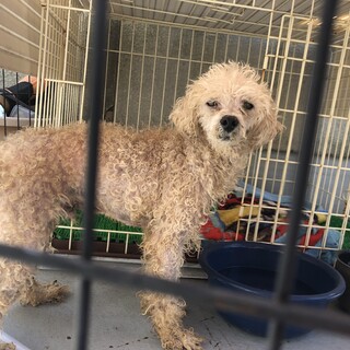 おじいちゃんワンコの里親募集中ですU・x・U