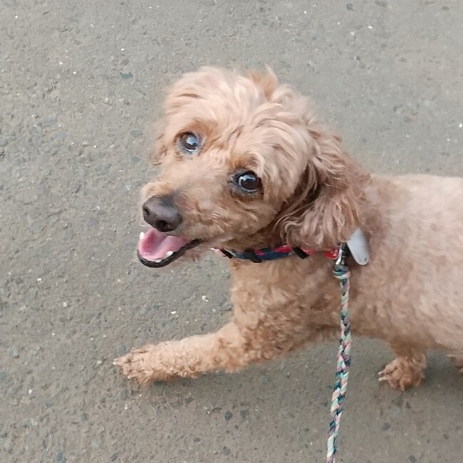 わんにゃん縁のカバー写真