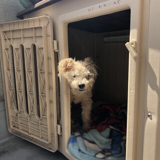 おじいちゃんワンコの里親募集です！