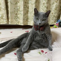 マドンナ