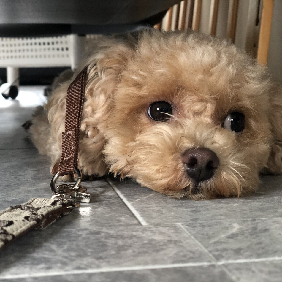 めろんぱんなのカバー写真