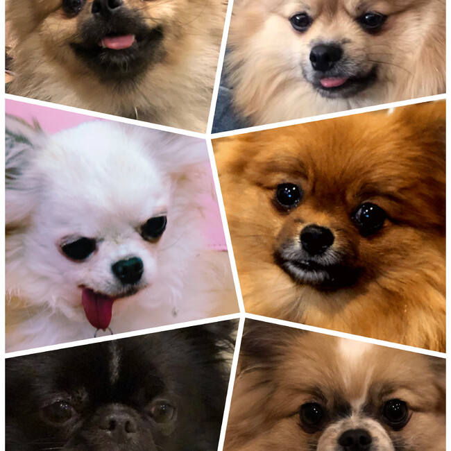 ichigo_joha_lunaのカバー写真