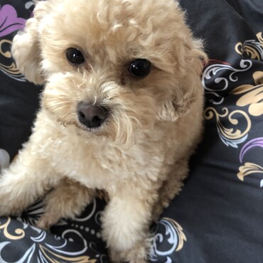 寝起きのぱんちゃん