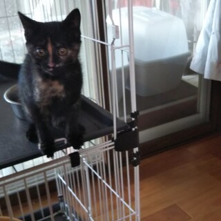 可愛いい・さび猫姉妹・いちちゃん・さんちゃん