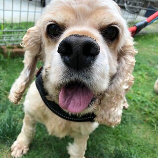 人もわんちゃんもだいすき♡甘えん坊のるき君