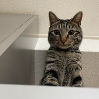 らんまる