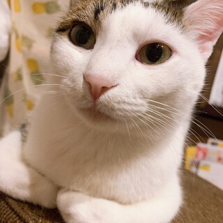 人懐っこい成猫（2歳）