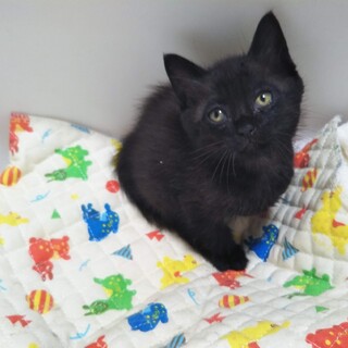 人懐っこくて性格花丸のっこ君（募集停止）