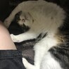 マナミ( ¨̮ )さん