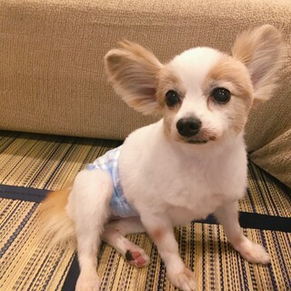 ずっとの家族できました