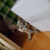 の写真