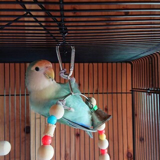 コザクラインコ ３歳のメス