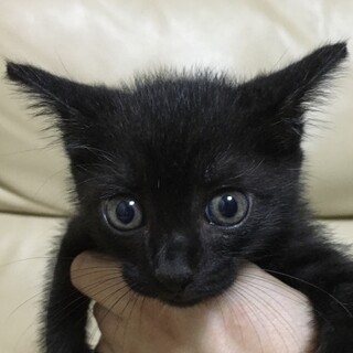里親決定。黒猫ひじき君