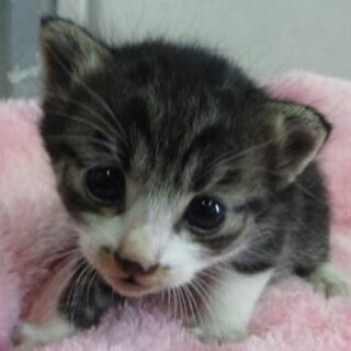 里親様に迎えられました。子猫110