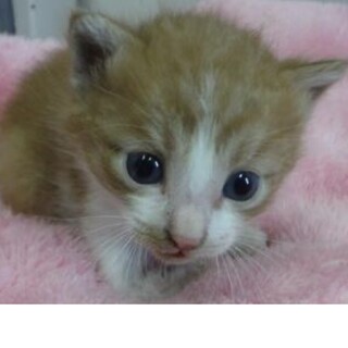 里親様に迎えられました。子猫111