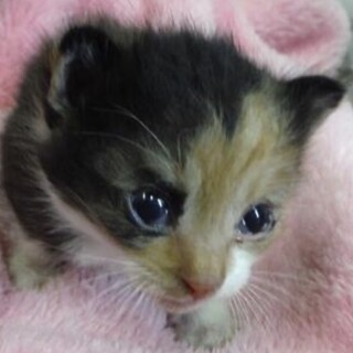 里親様に迎えられました。子猫112