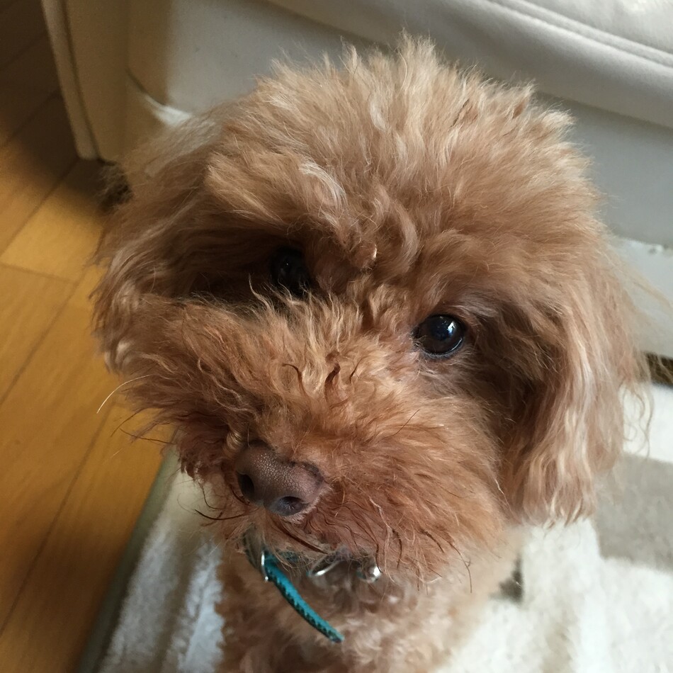 トムのカバー写真