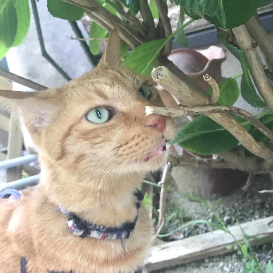 ココのカバー写真