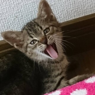 走行中の車に弾かれたけど 怪我ひとつなく！