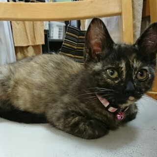 人馴ＯＫ個性的なサビ２ヶ月ワクチン１回・駆虫血検済